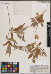 Foto von Salix eriocephala var. watsonii (Bebb) Dorn